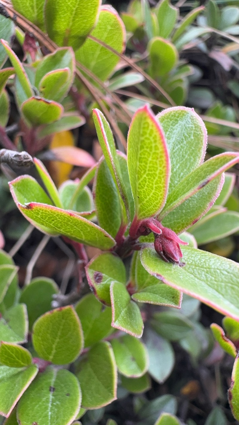 Arctostaphylos cratericola photo 7