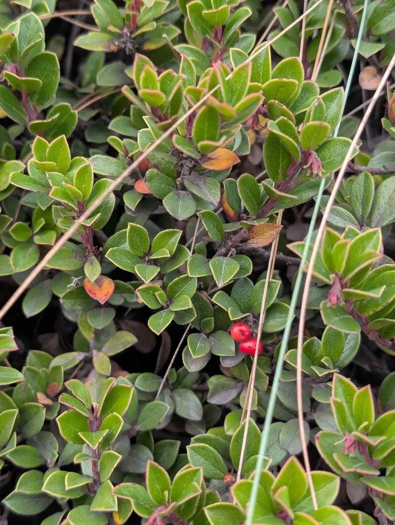 Arctostaphylos cratericola photo 8
