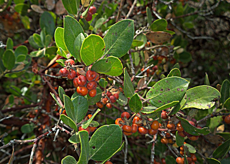 Arctostaphylos crustacea