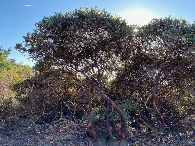 Arctostaphylos crustacea photo 2