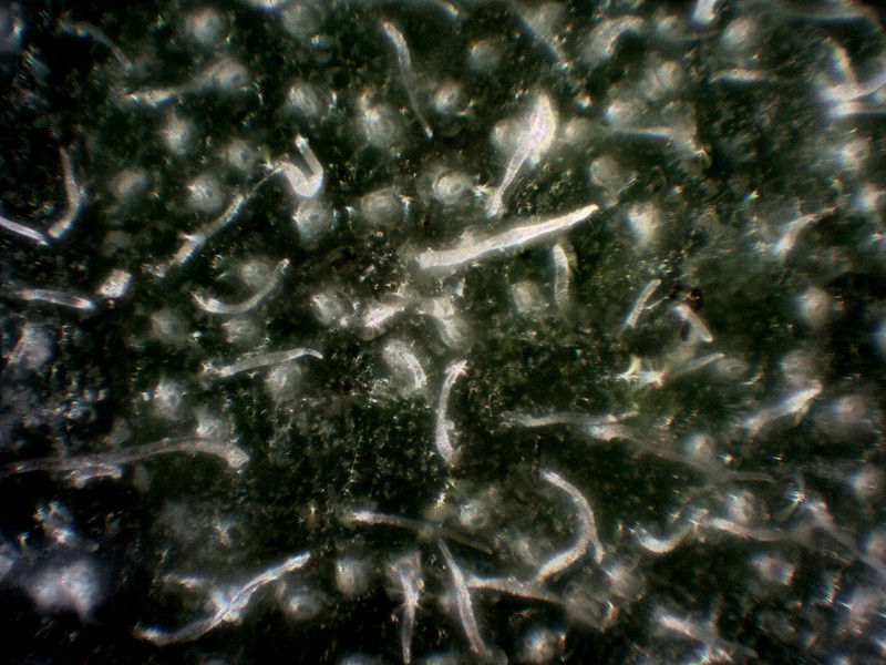 Arctostaphylos crustacea photo 4