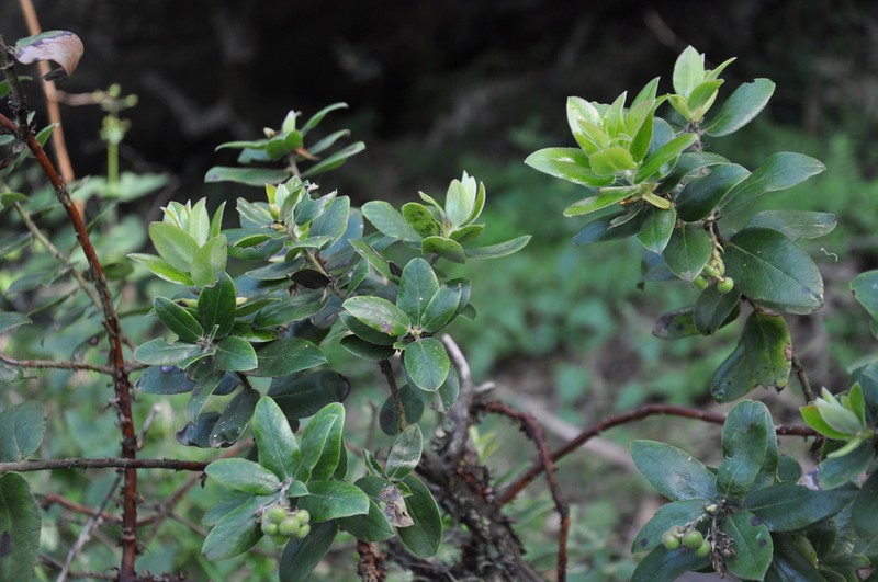 Arctostaphylos crustacea photo 5