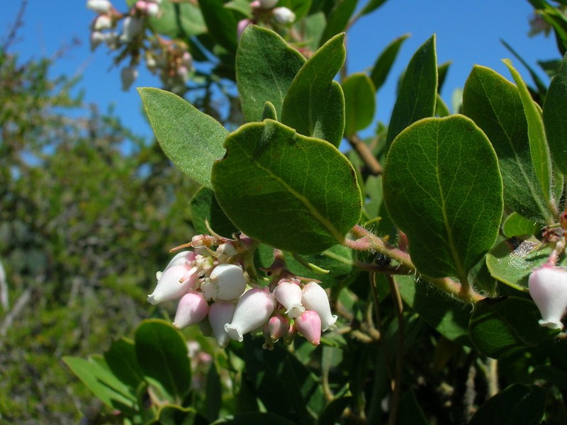 Arctostaphylos crustacea photo 6