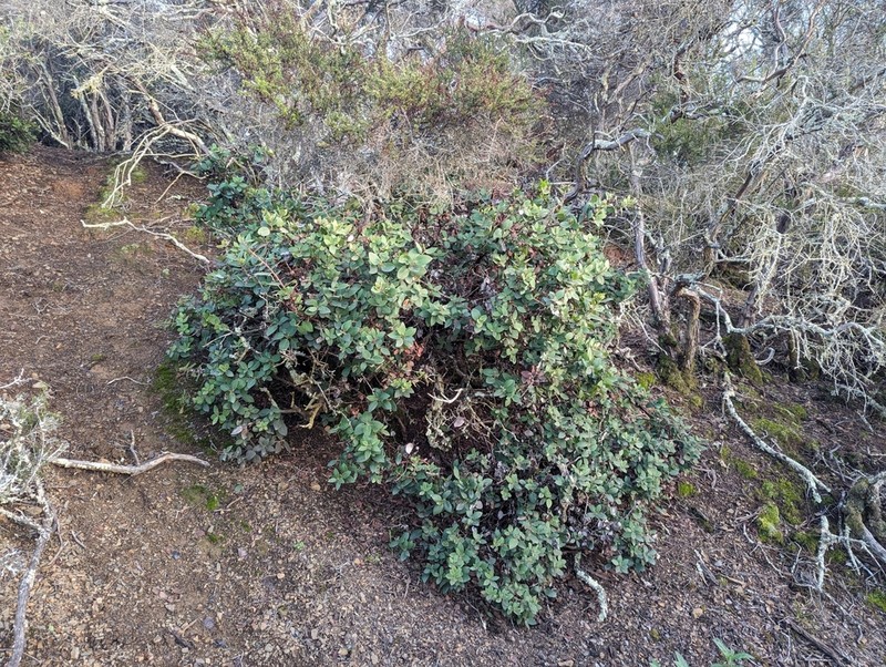 Arctostaphylos crustacea photo 7