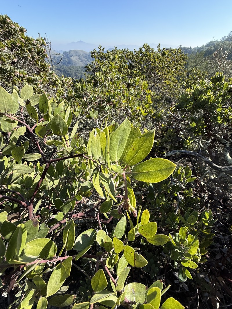 Arctostaphylos crustacea subsp. crustacea photo 3