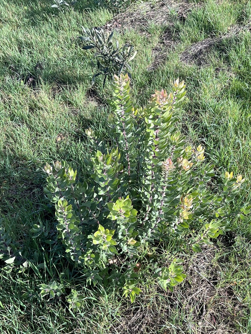 Arctostaphylos crustacea subsp. crustacea photo 4
