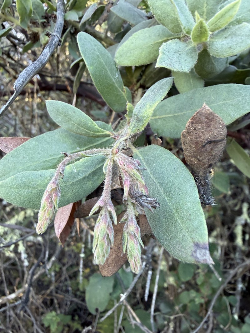 Arctostaphylos crustacea subsp. crustacea photo 5