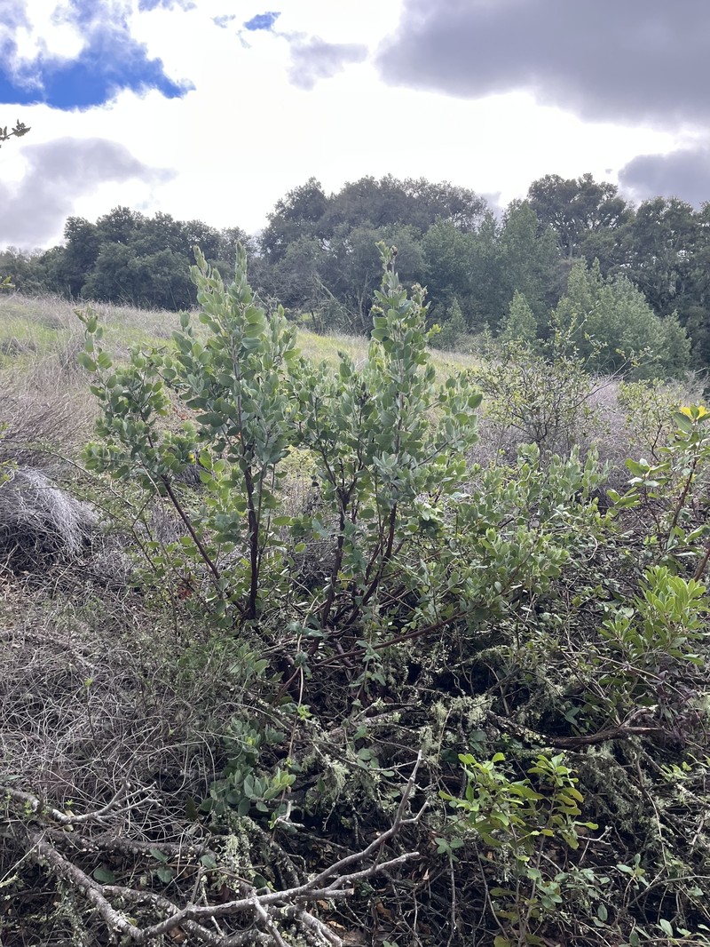 Arctostaphylos crustacea subsp. crustacea photo 6
