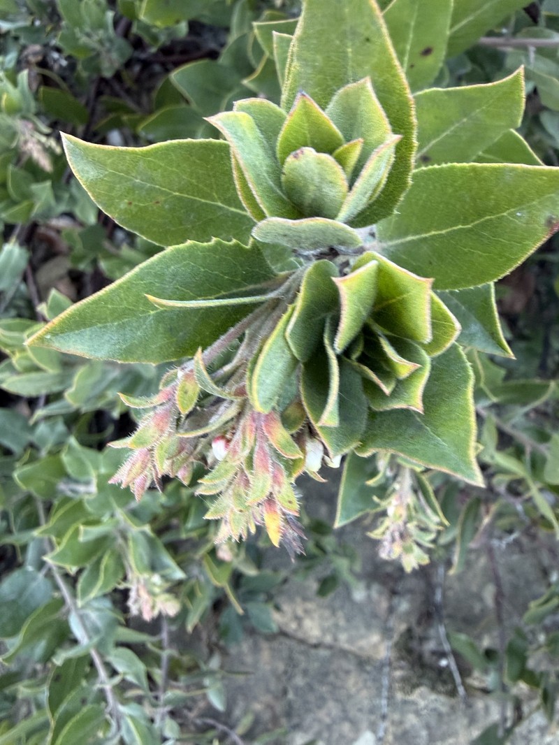 Arctostaphylos crustacea subsp. crustacea photo 7