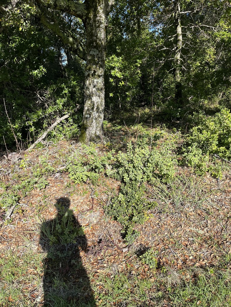 Arctostaphylos crustacea subsp. crustacea photo 8