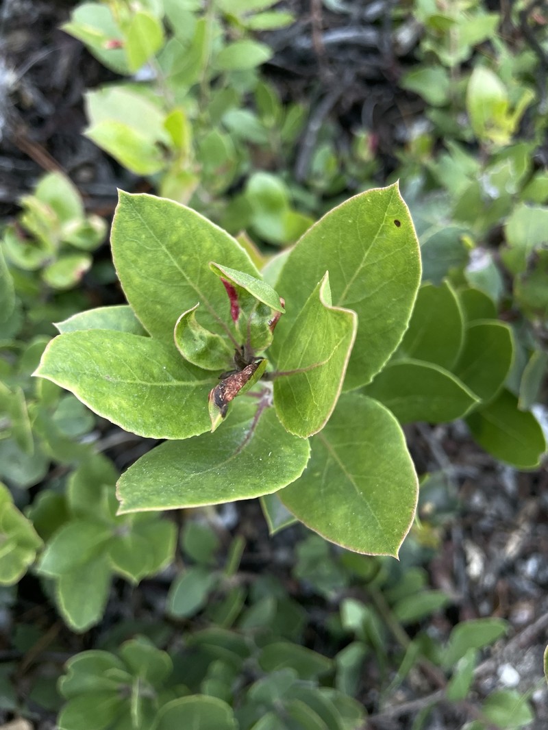 Arctostaphylos crustacea subsp. eastwoodiana