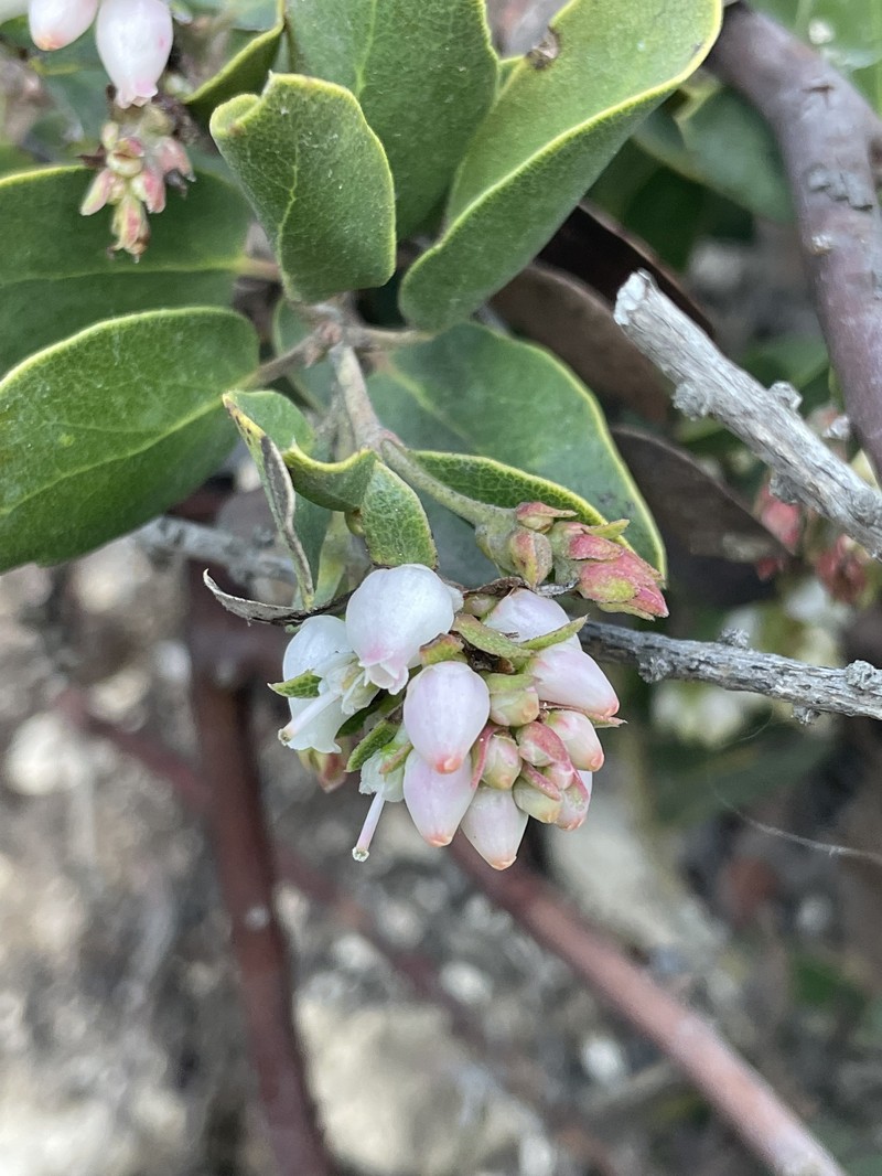 Arctostaphylos crustacea subsp. eastwoodiana photo 2