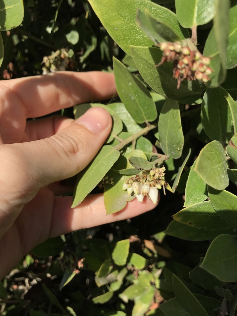 Arctostaphylos crustacea subsp. eastwoodiana photo 3
