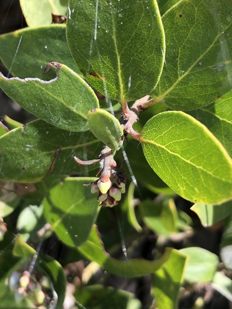 Arctostaphylos crustacea subsp. eastwoodiana photo 4