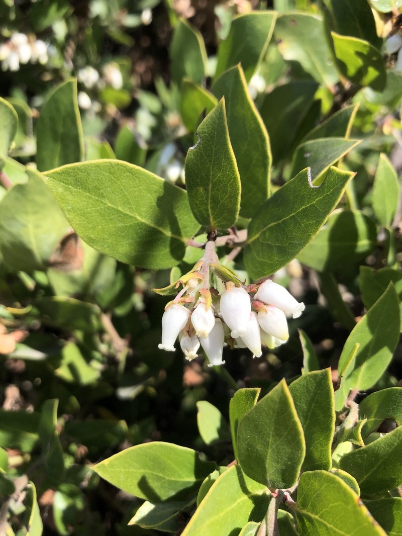 Arctostaphylos crustacea subsp. eastwoodiana photo 5