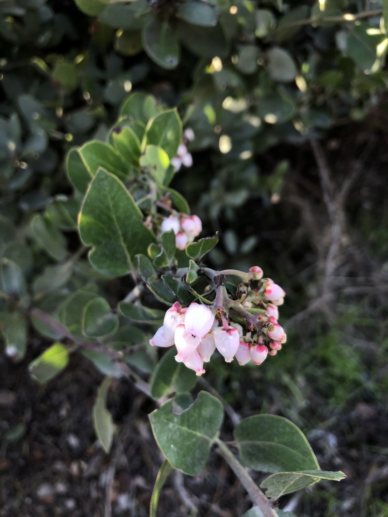 Arctostaphylos crustacea subsp. eastwoodiana photo 6