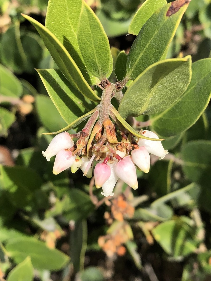 Arctostaphylos crustacea subsp. eastwoodiana photo 7