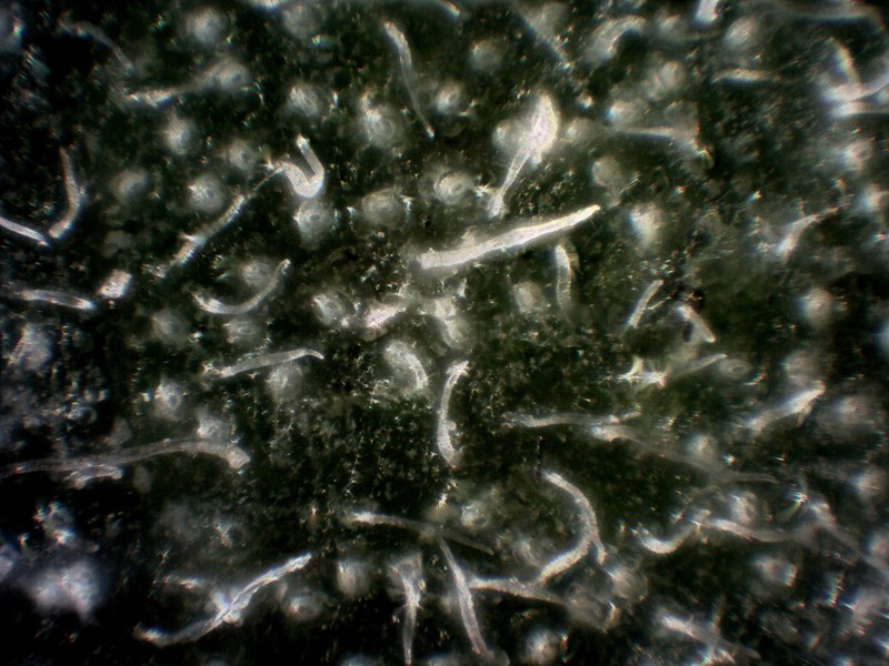 Arctostaphylos crustacea subsp. insulicola