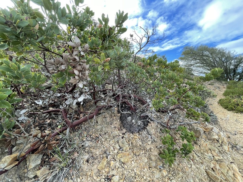 Arctostaphylos crustacea subsp. insulicola photo 2