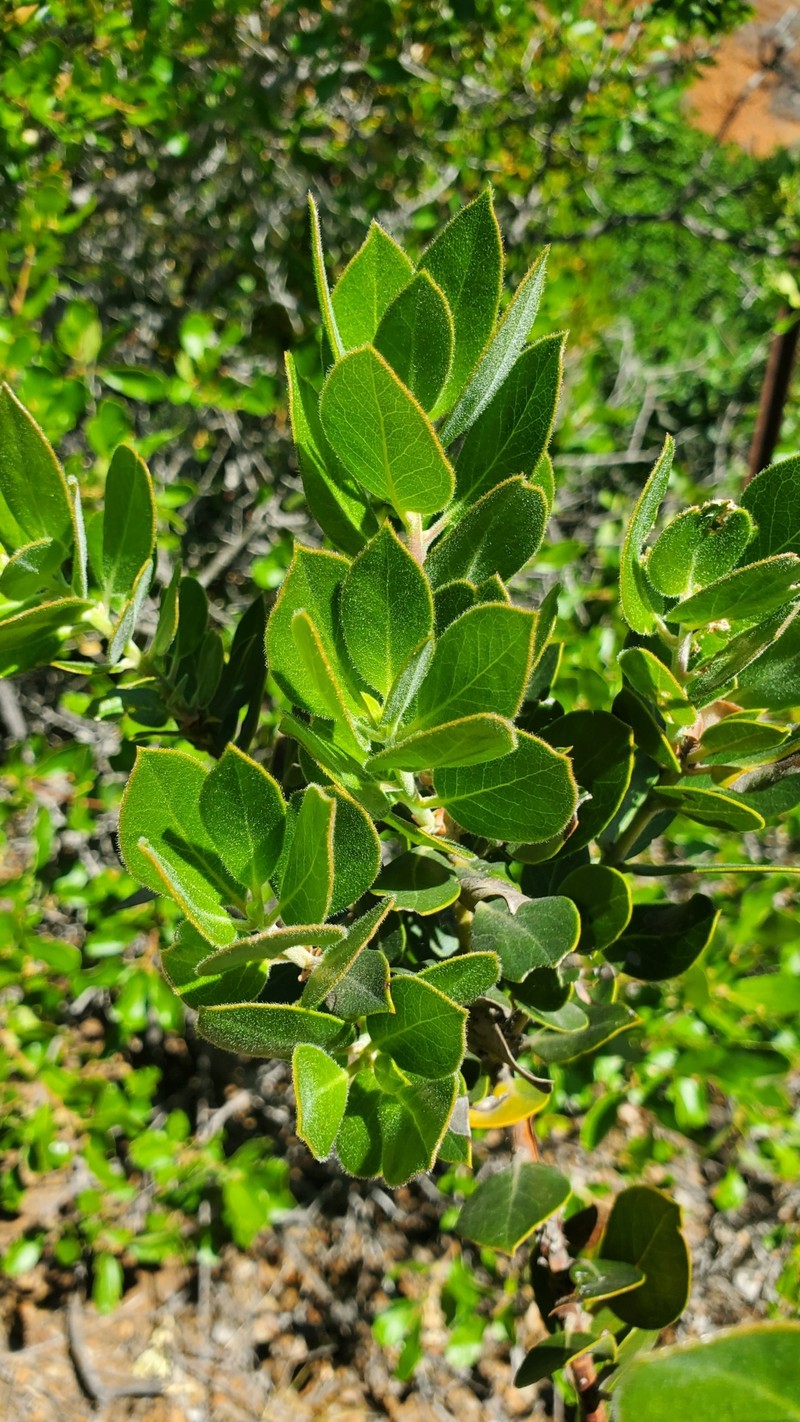 Arctostaphylos crustacea subsp. insulicola photo 3