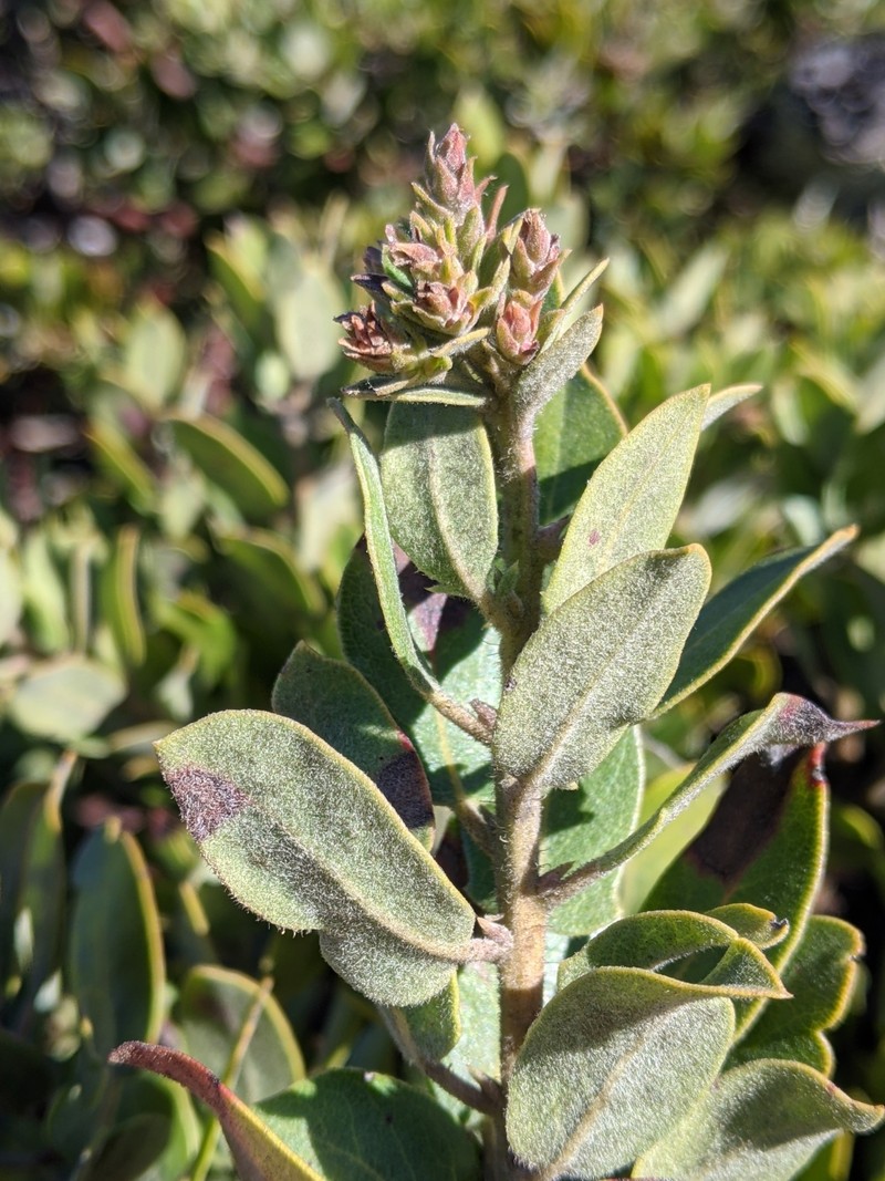 Arctostaphylos crustacea subsp. insulicola photo 4