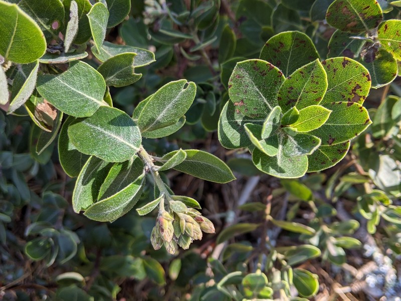 Arctostaphylos crustacea subsp. insulicola photo 5