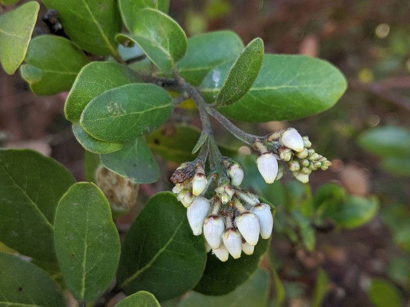 Arctostaphylos crustacea subsp. insulicola photo 6