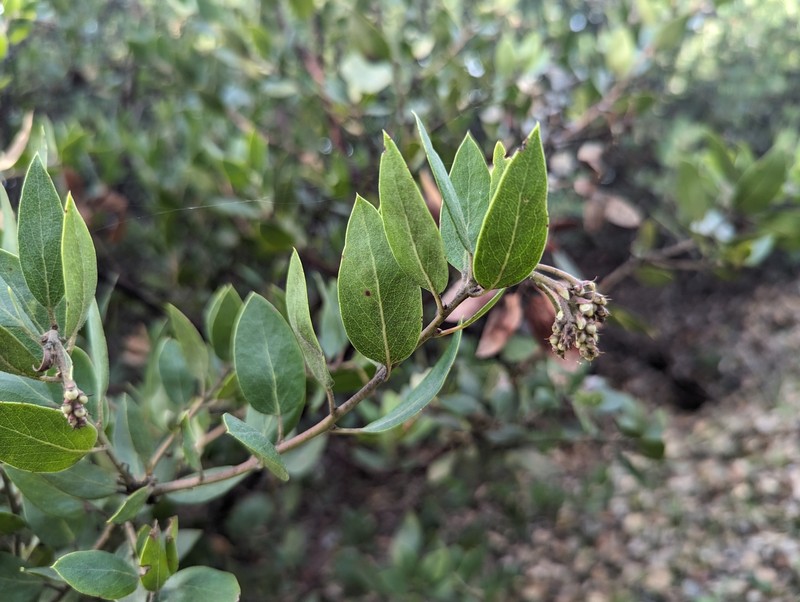 Arctostaphylos crustacea subsp. rosei