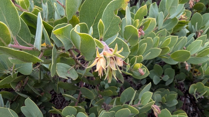 Arctostaphylos crustacea subsp. rosei photo 2