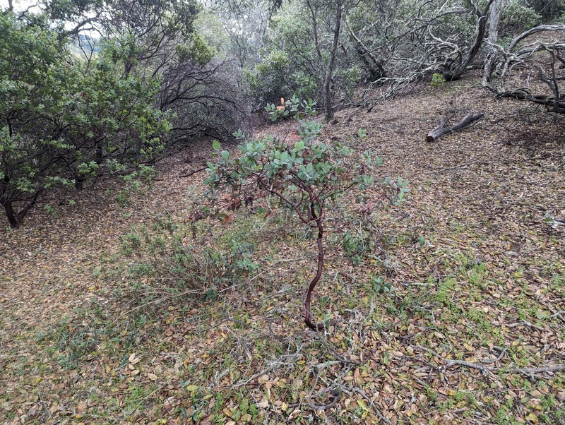 Arctostaphylos crustacea subsp. rosei photo 3