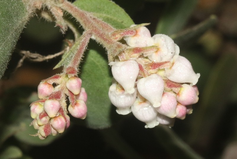 Arctostaphylos crustacea subsp. rosei photo 4