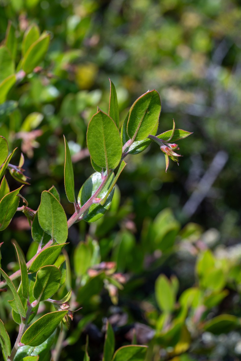 Arctostaphylos crustacea subsp. rosei photo 5