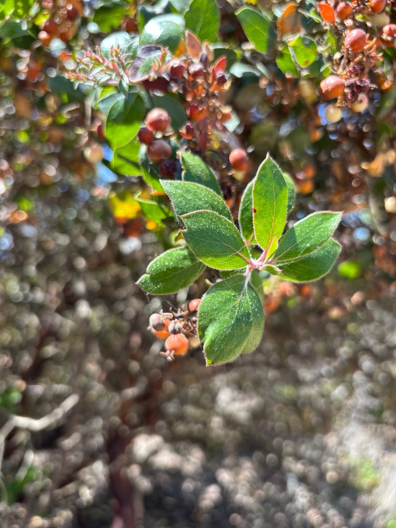 Arctostaphylos crustacea subsp. rosei photo 6