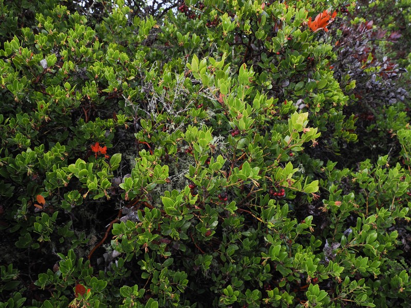 Arctostaphylos crustacea subsp. rosei photo 7