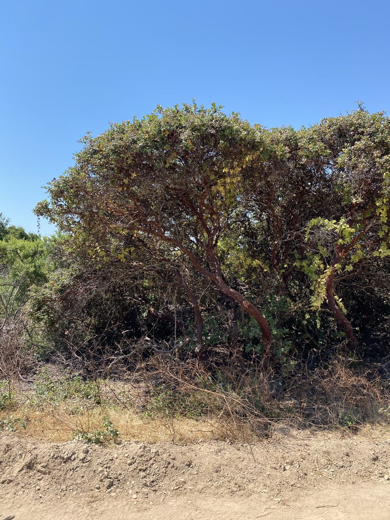 Arctostaphylos crustacea subsp. rosei photo 8