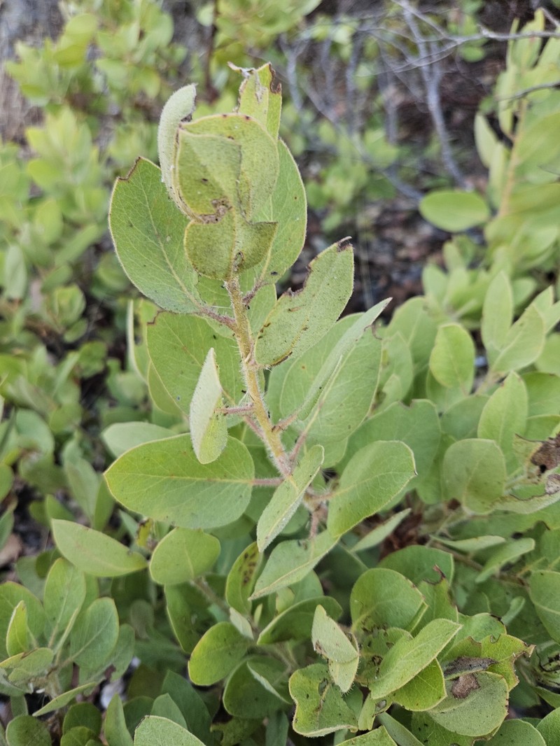 Arctostaphylos crustacea subsp. subcordata