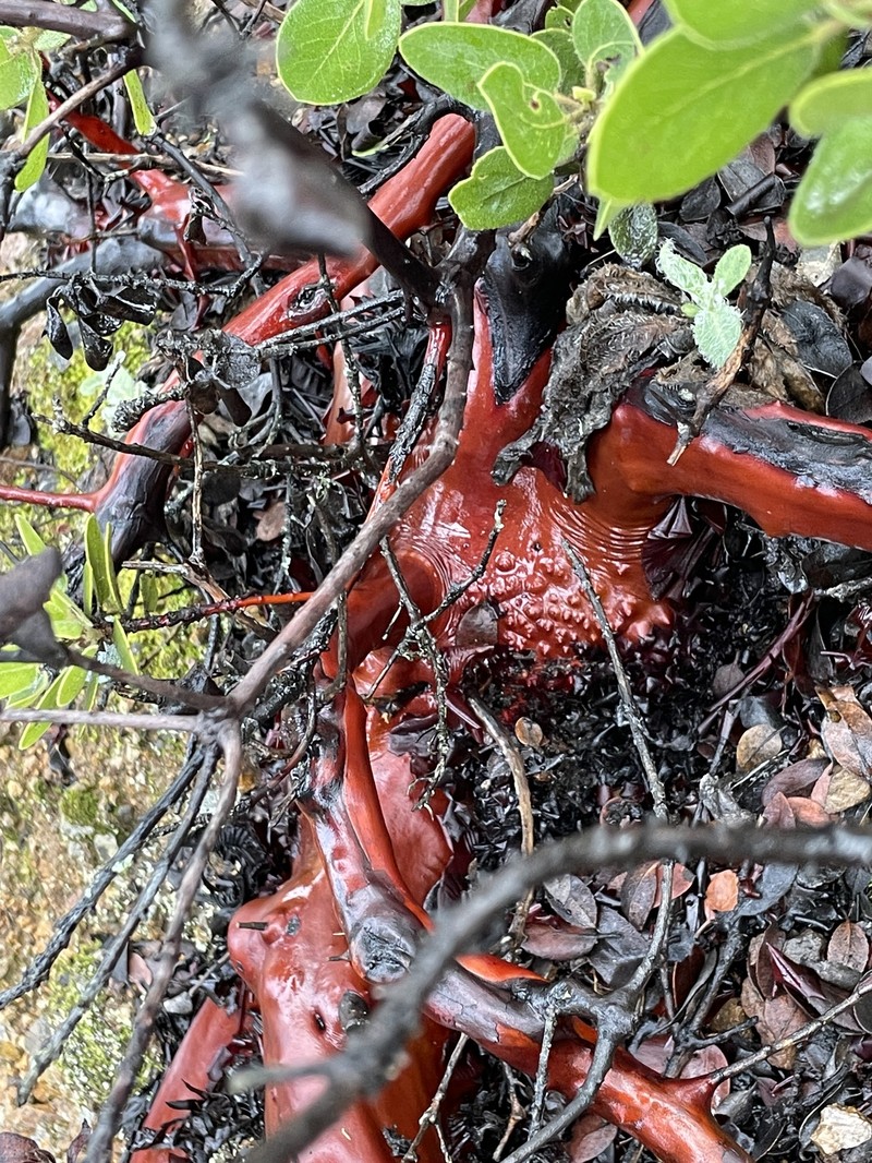 Arctostaphylos crustacea subsp. subcordata photo 2