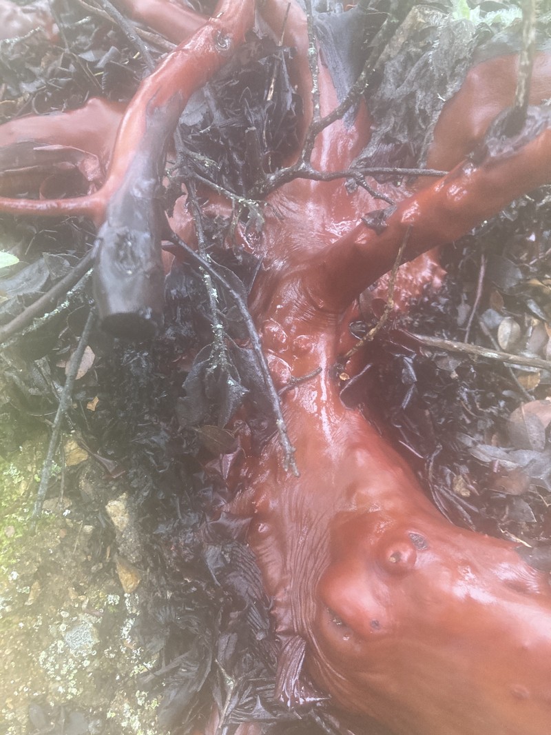 Arctostaphylos crustacea subsp. subcordata photo 3