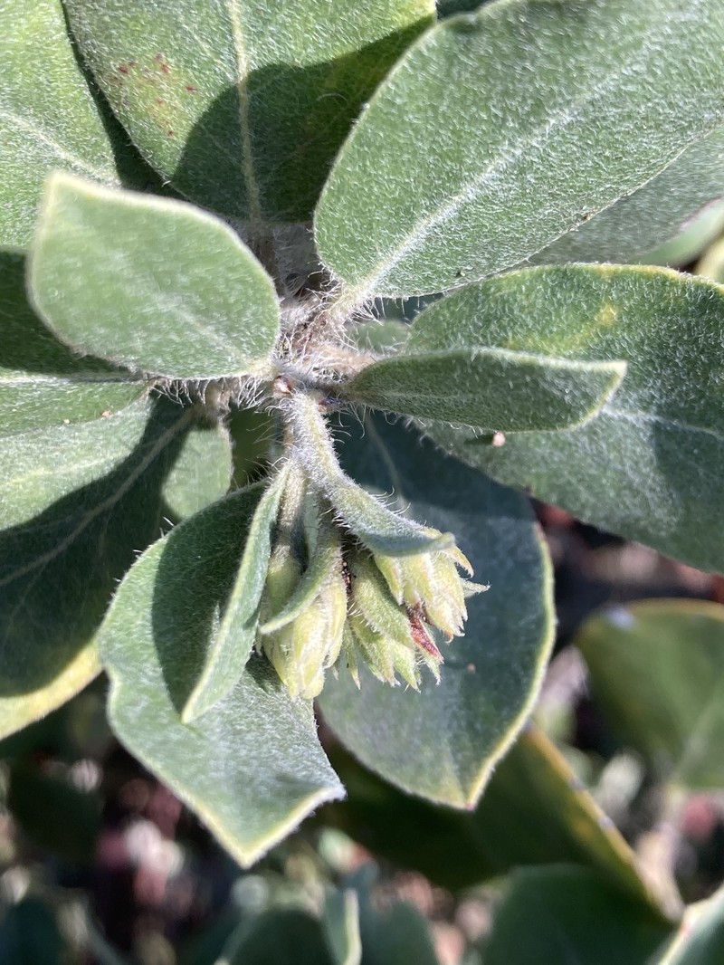 Arctostaphylos crustacea subsp. subcordata photo 4
