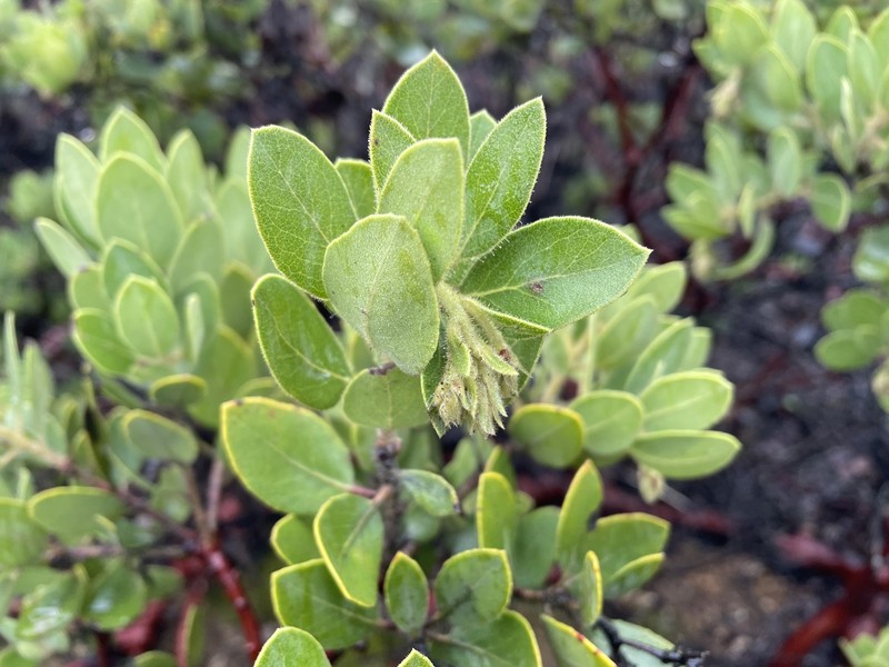 Arctostaphylos crustacea subsp. subcordata photo 5