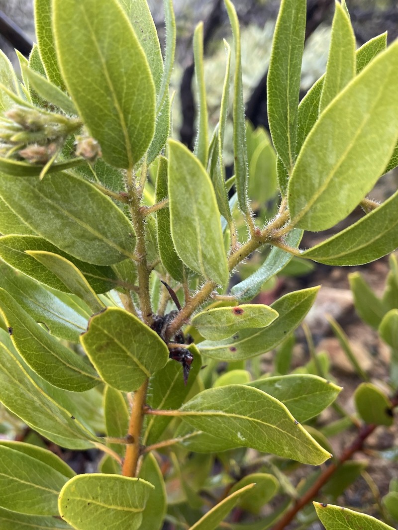 Arctostaphylos crustacea subsp. subcordata photo 6