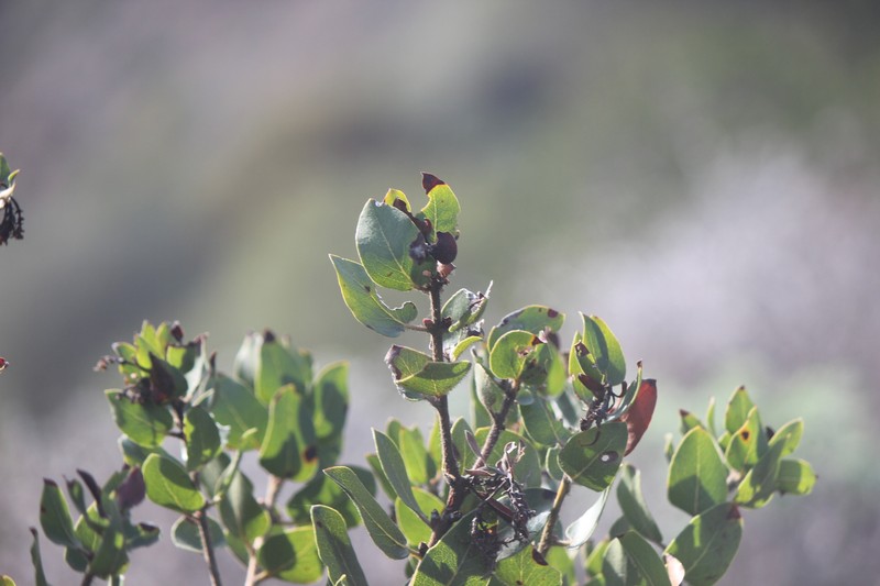 Arctostaphylos crustacea subsp. subcordata photo 7