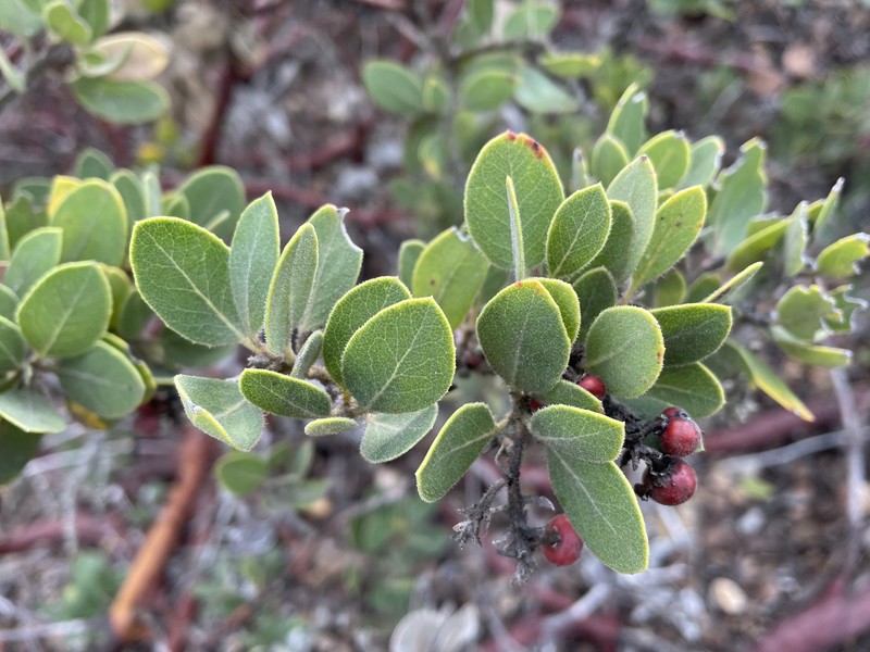 Arctostaphylos crustacea subsp. subcordata photo 8