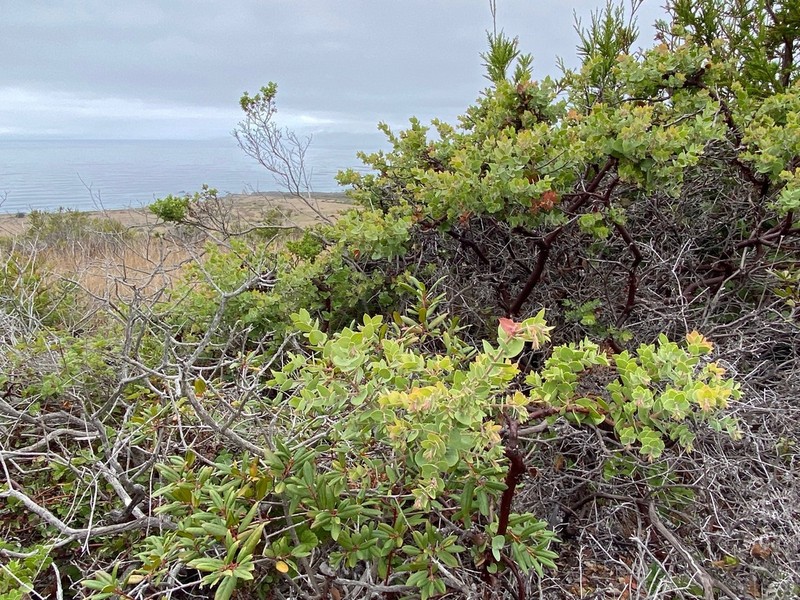 La Cruz Manzanita photo 2