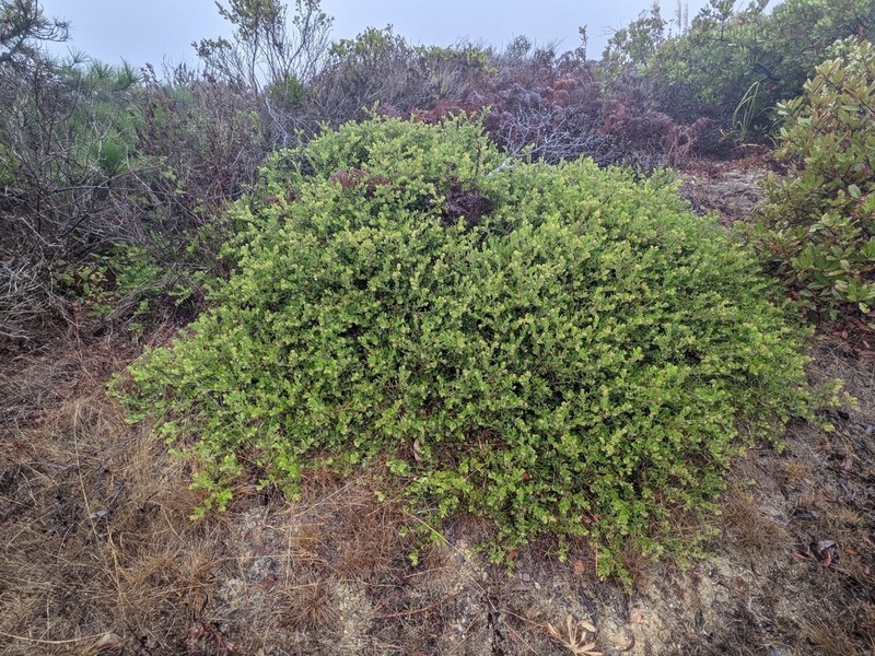 La Cruz Manzanita photo 3