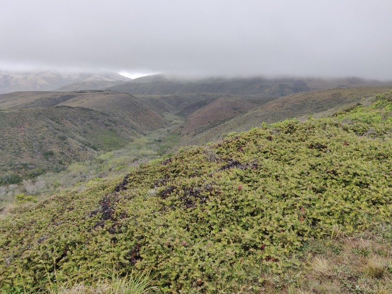 La Cruz Manzanita photo 6