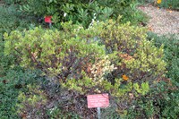 Vine Hill Manzanita