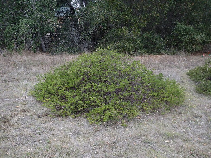 Vine Hill Manzanita photo 2