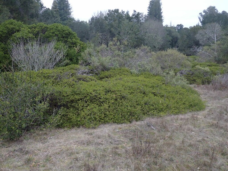 Vine Hill Manzanita photo 3