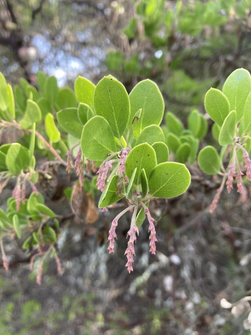 Vine Hill Manzanita photo 4